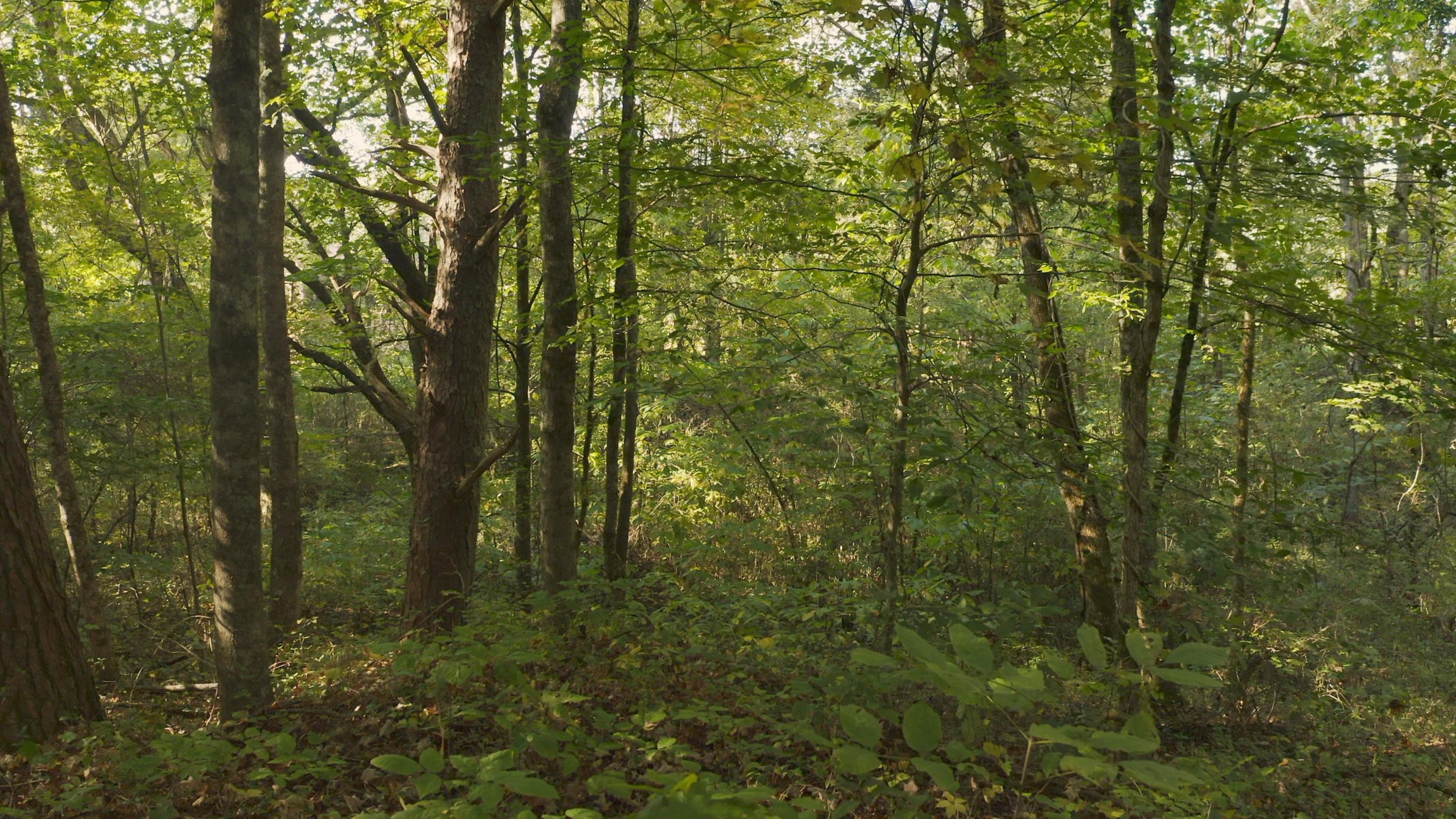 0 Cherry Rutledge, TN 37861 - Photo 24 of 29 Untitled_1.12.1