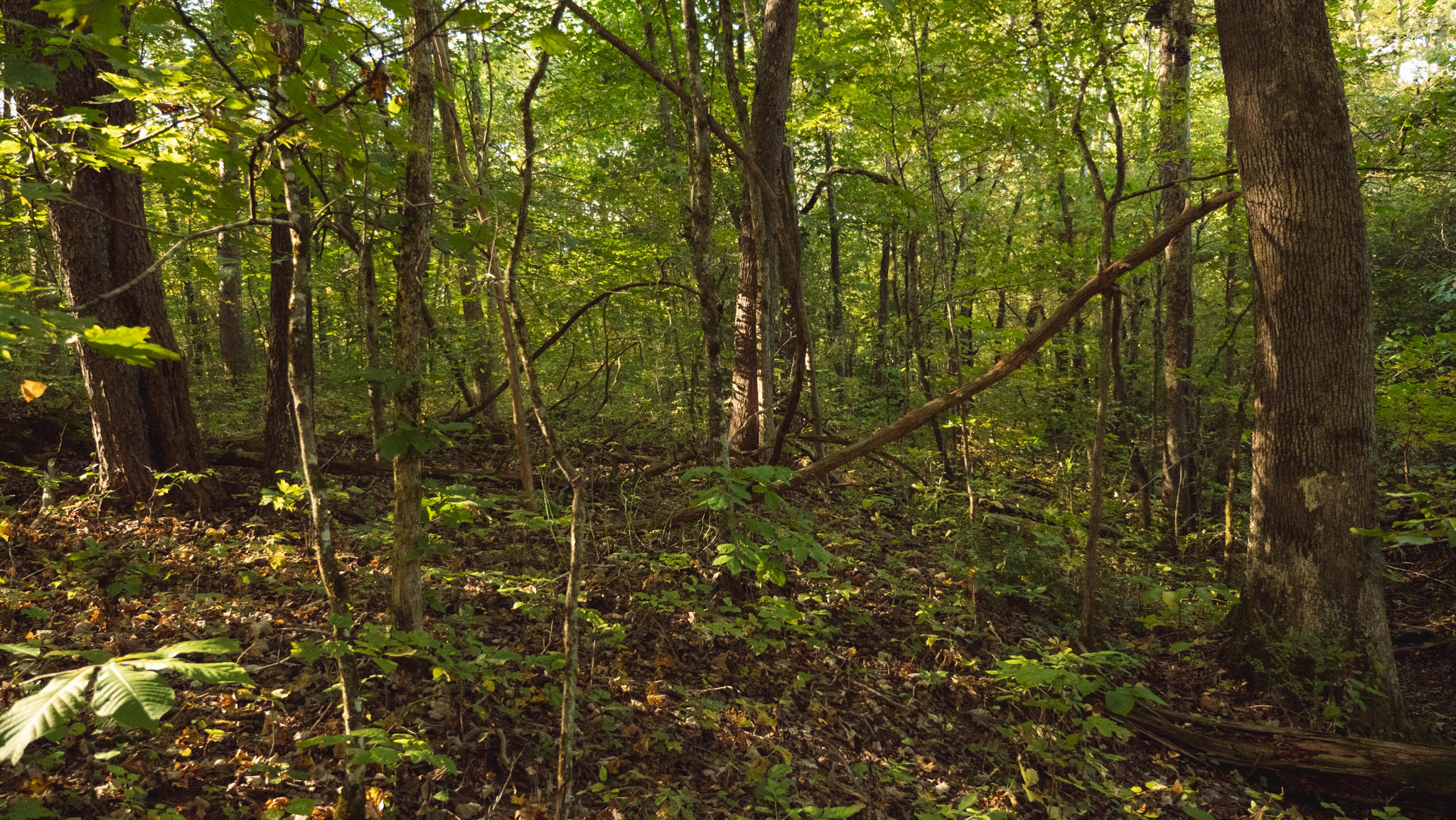 0 Cherry Rutledge, TN 37861 - Photo 6 of 29 P1044721