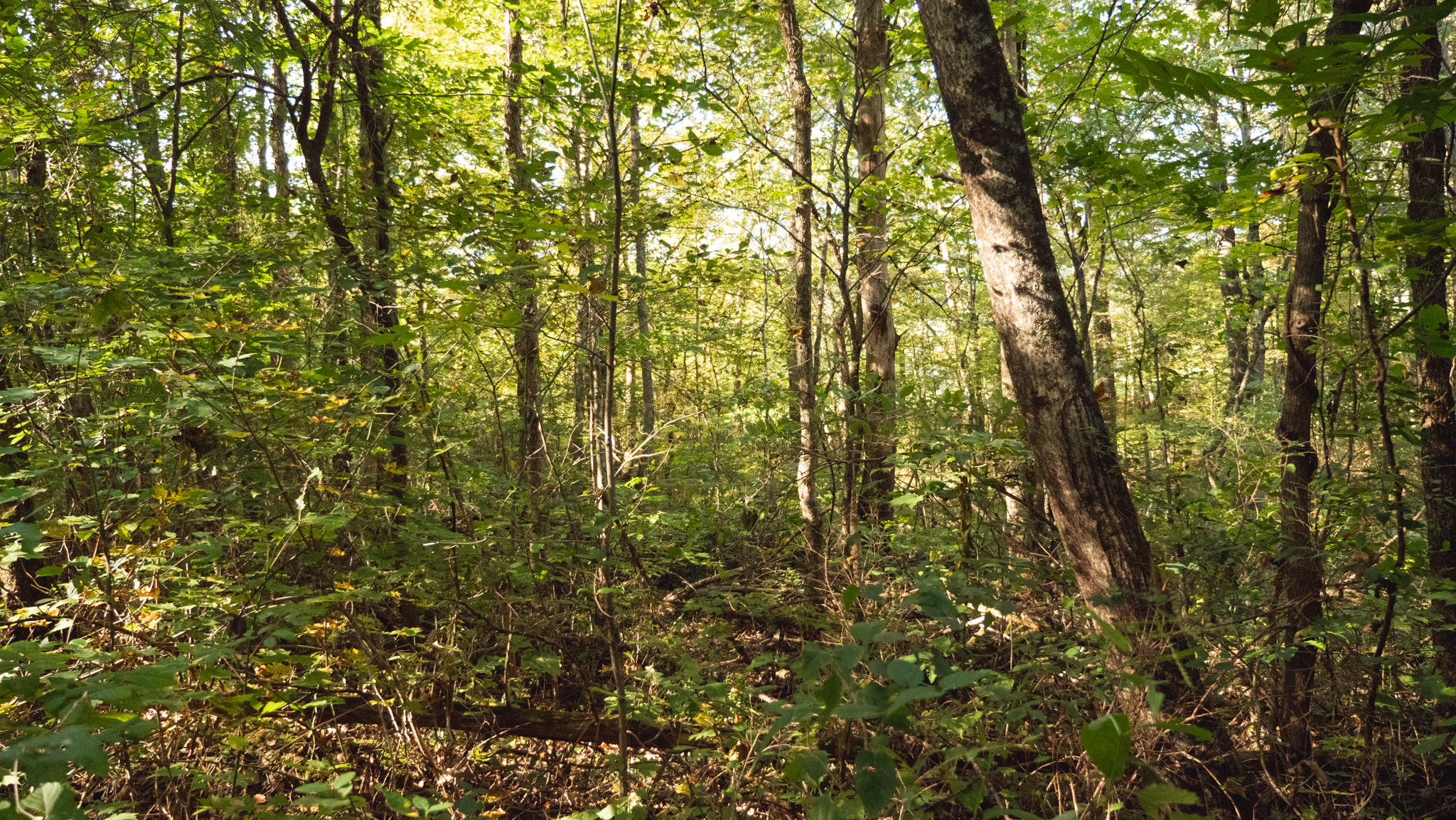 0 Cherry Rutledge, TN 37861 - Photo 10 of 29 P1044726