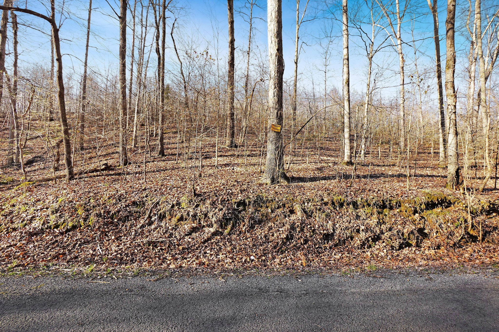 4 Cox Hollow Road Dover, TN 37058 - Photo 12 of 19 a view of a backyard of the house