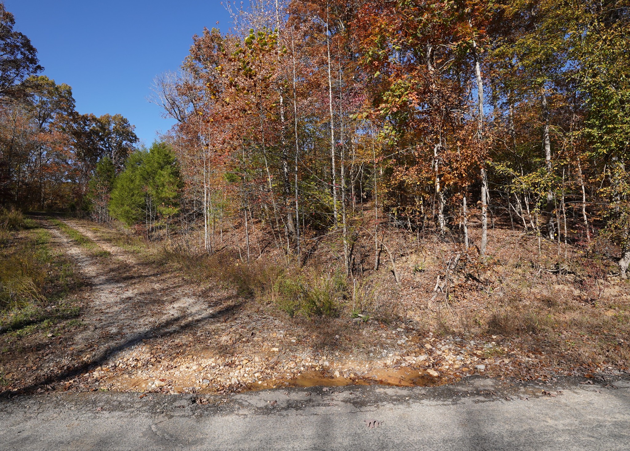 4 Cox Hollow Road Dover, TN 37058 - Photo 13 of 19 a view of a yard with large trees