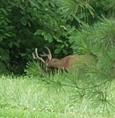 4 Cox Hollow Road Dover, TN 37058 - Photo 16 of 22 a view of a garden