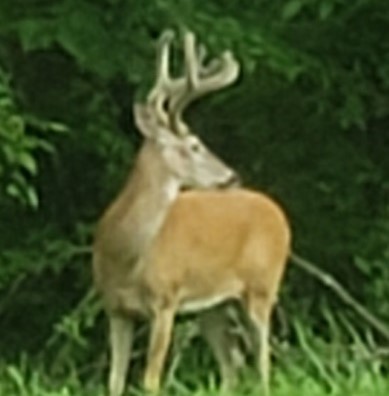 4 Cox Hollow Road Dover, TN 37058 - Photo 17 of 22 a close up of a swimming pool