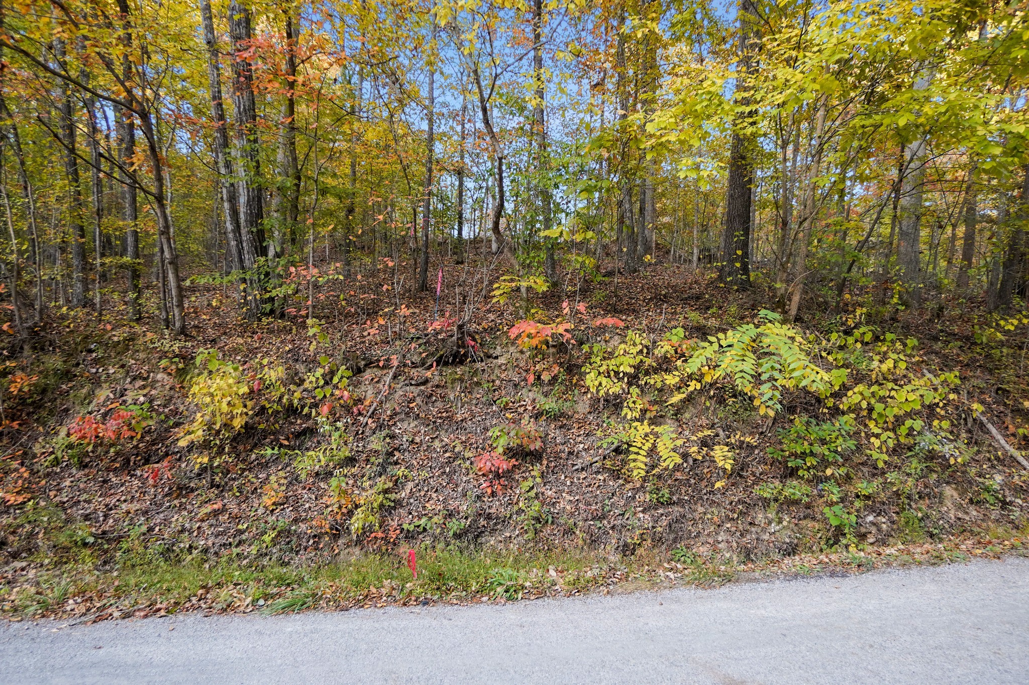 4 Cox Hollow Road Dover, TN 37058 - Photo 5 of 22 a view of backyard with green space