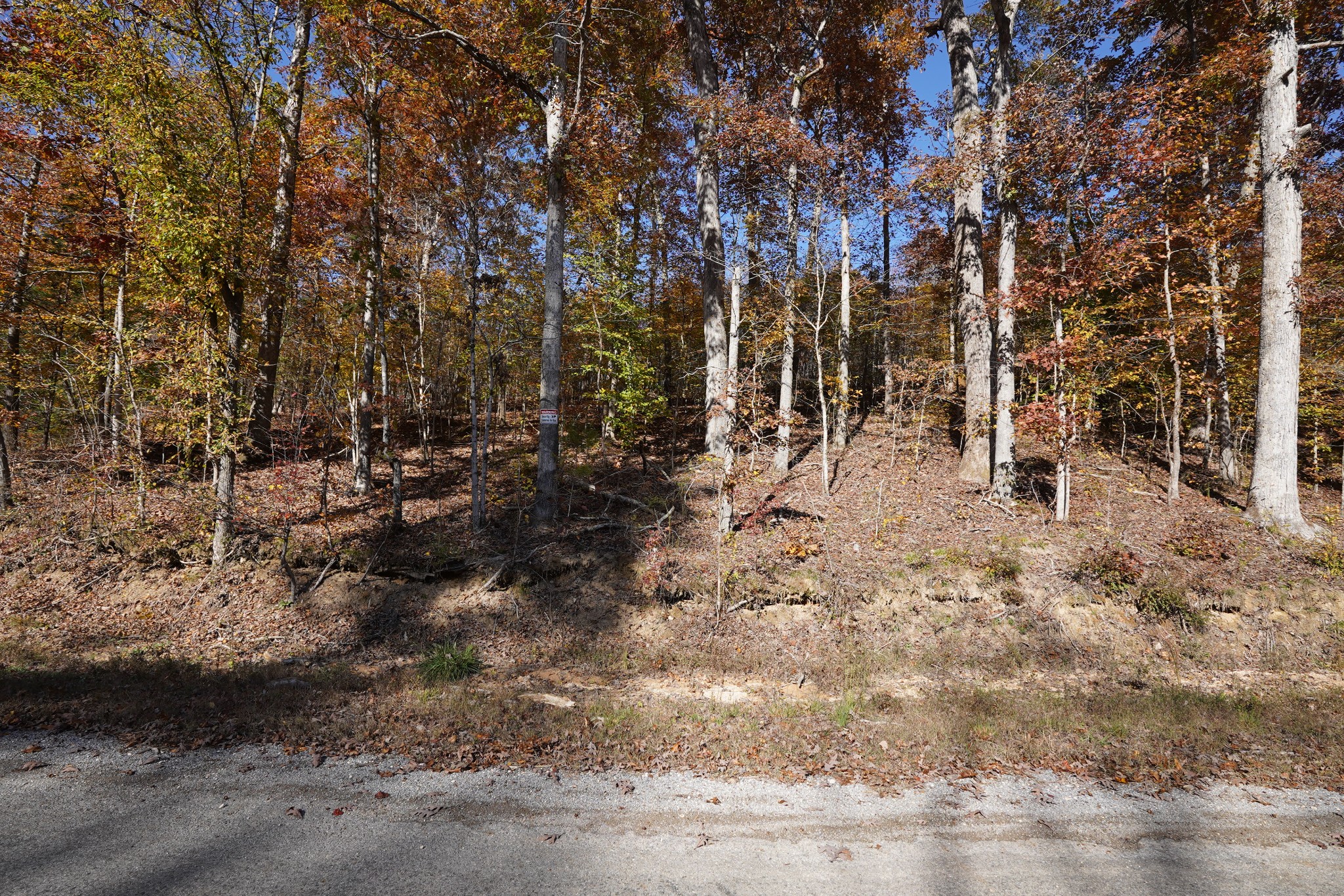 4 Cox Hollow Road Dover, TN 37058 - Photo 6 of 19 a view of a forest with trees
