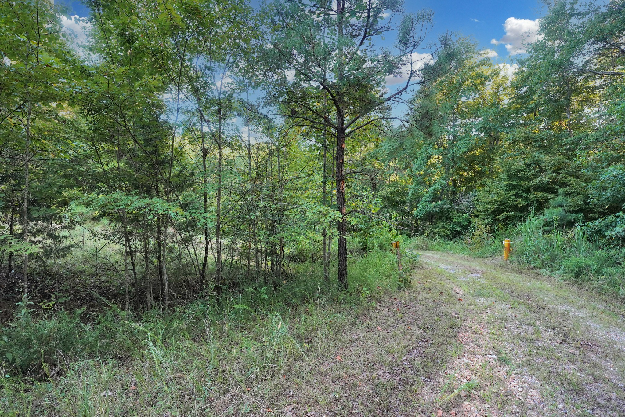 4 Cox Hollow Road Dover, TN 37058 - Photo 7 of 22 a view of a forest with trees in the background