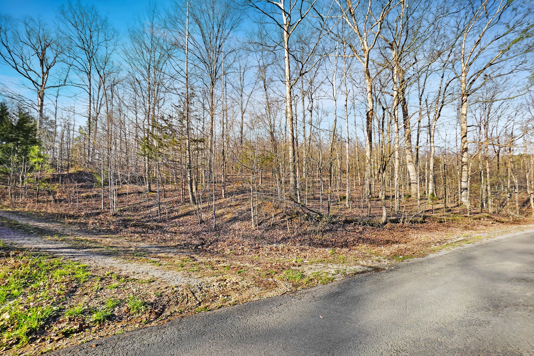 4 Cox Hollow Road Dover, TN 37058 - Photo 10 of 19 a backyard of a house with a large tree