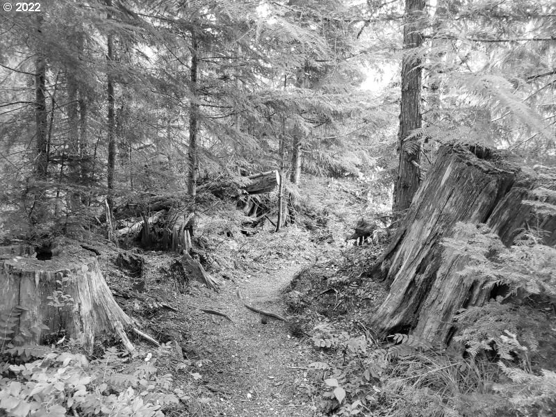 East Old Wapinitia Road, Unit 19 Government Camp, OR 97028 - Photo 1 of 1 a view of a dry yard with large trees