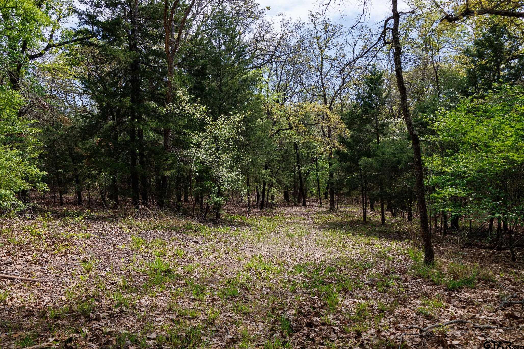 411 VZ County Road Ben Wheeler, TX 75754 - Photo 32 of 46 a backyard of a house with lots of green space