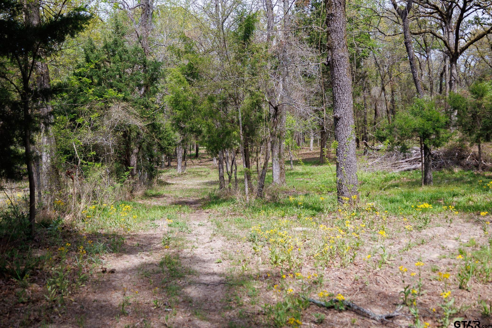 411 VZ County Road Ben Wheeler, TX 75754 - Photo 34 of 46 a view of outdoor space with trees all around