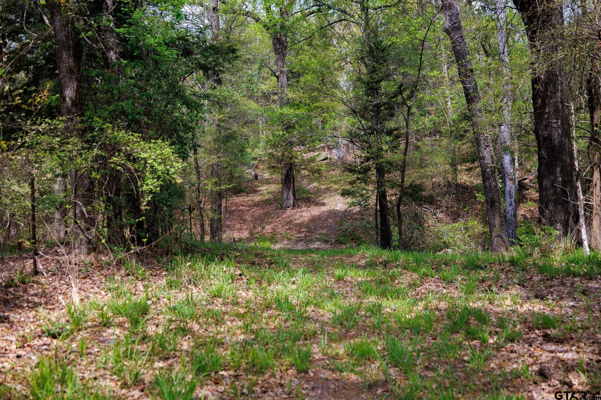 411 VZ County Road Ben Wheeler, TX 75754 - Photo 37 of 46 a big yard with lots of green space and deers