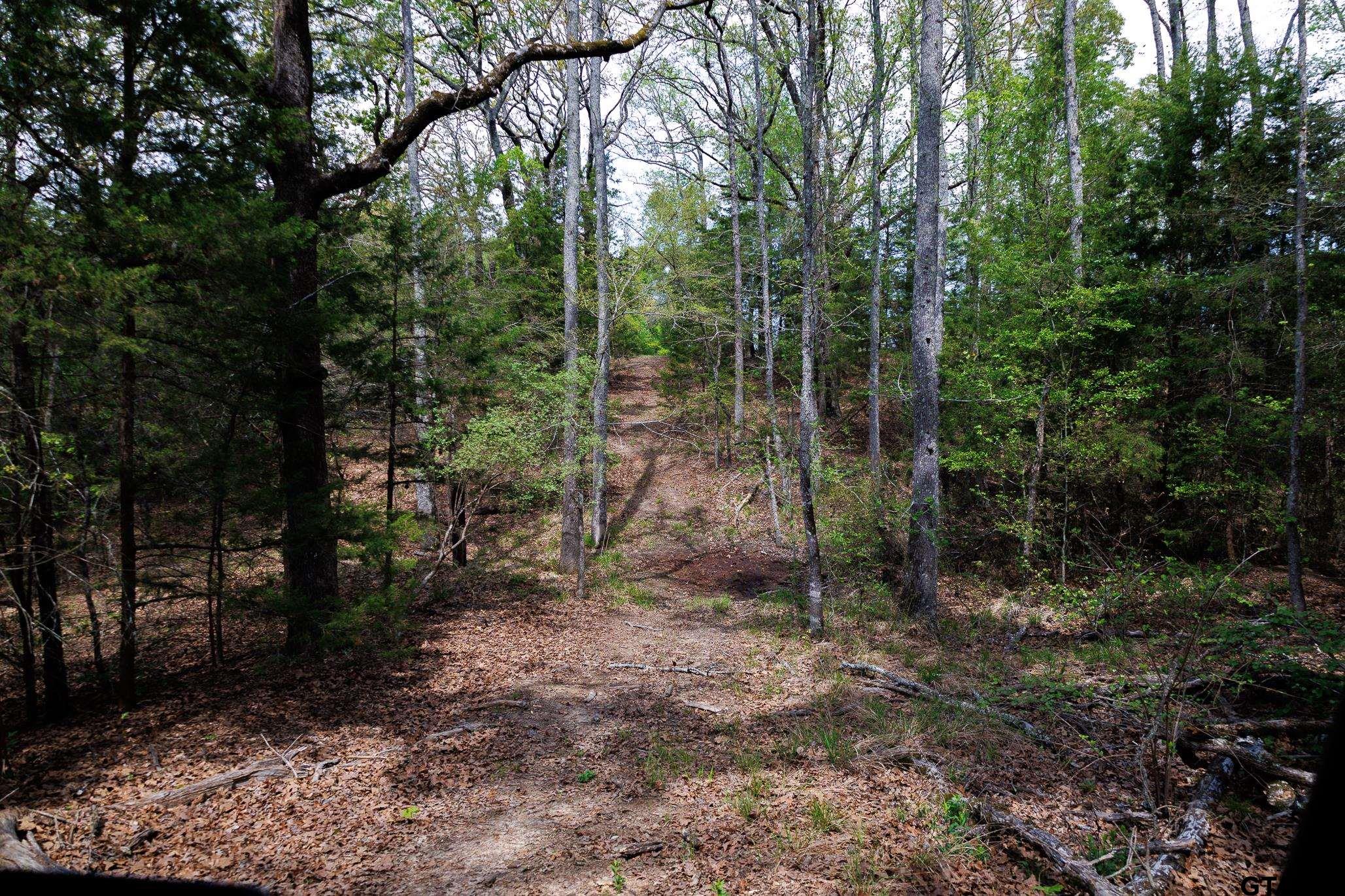 411 VZ County Road Ben Wheeler, TX 75754 - Photo 38 of 46 a view of a forest filled with trees