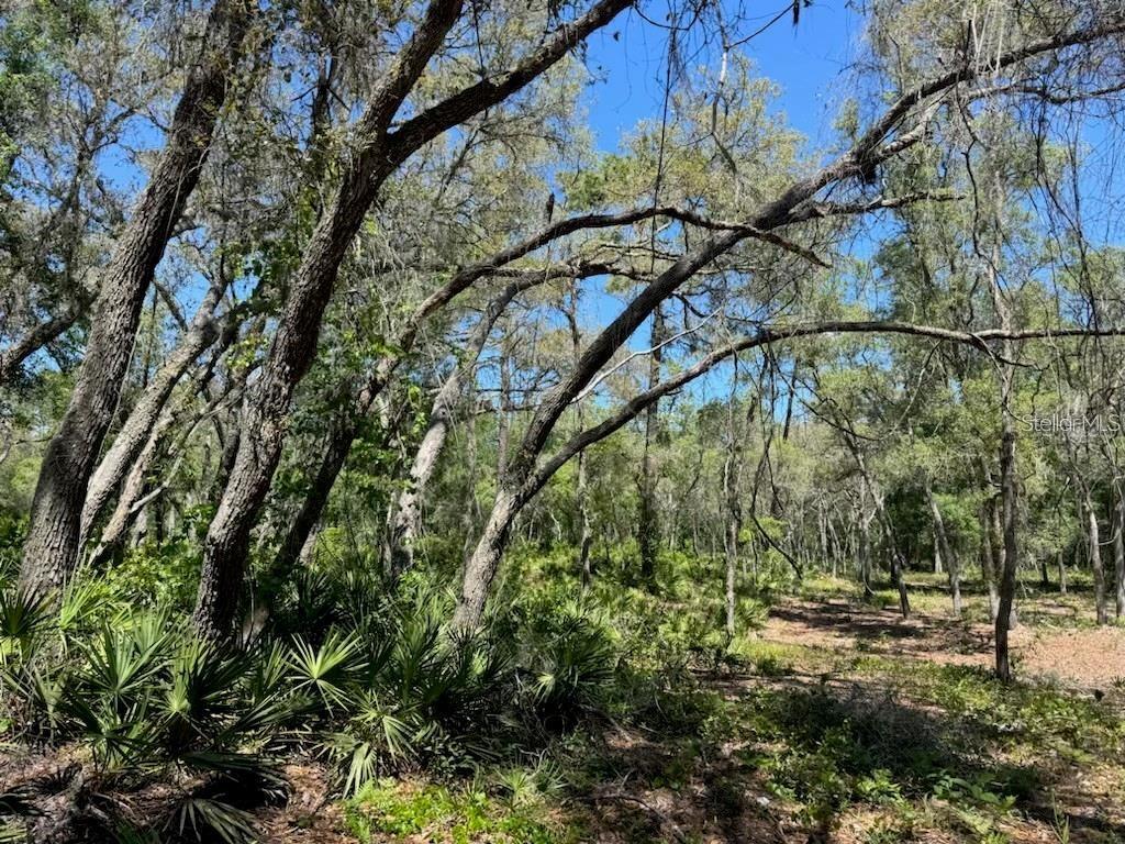 Citadel Drive Webster, FL 33597 - Photo 5 of 6