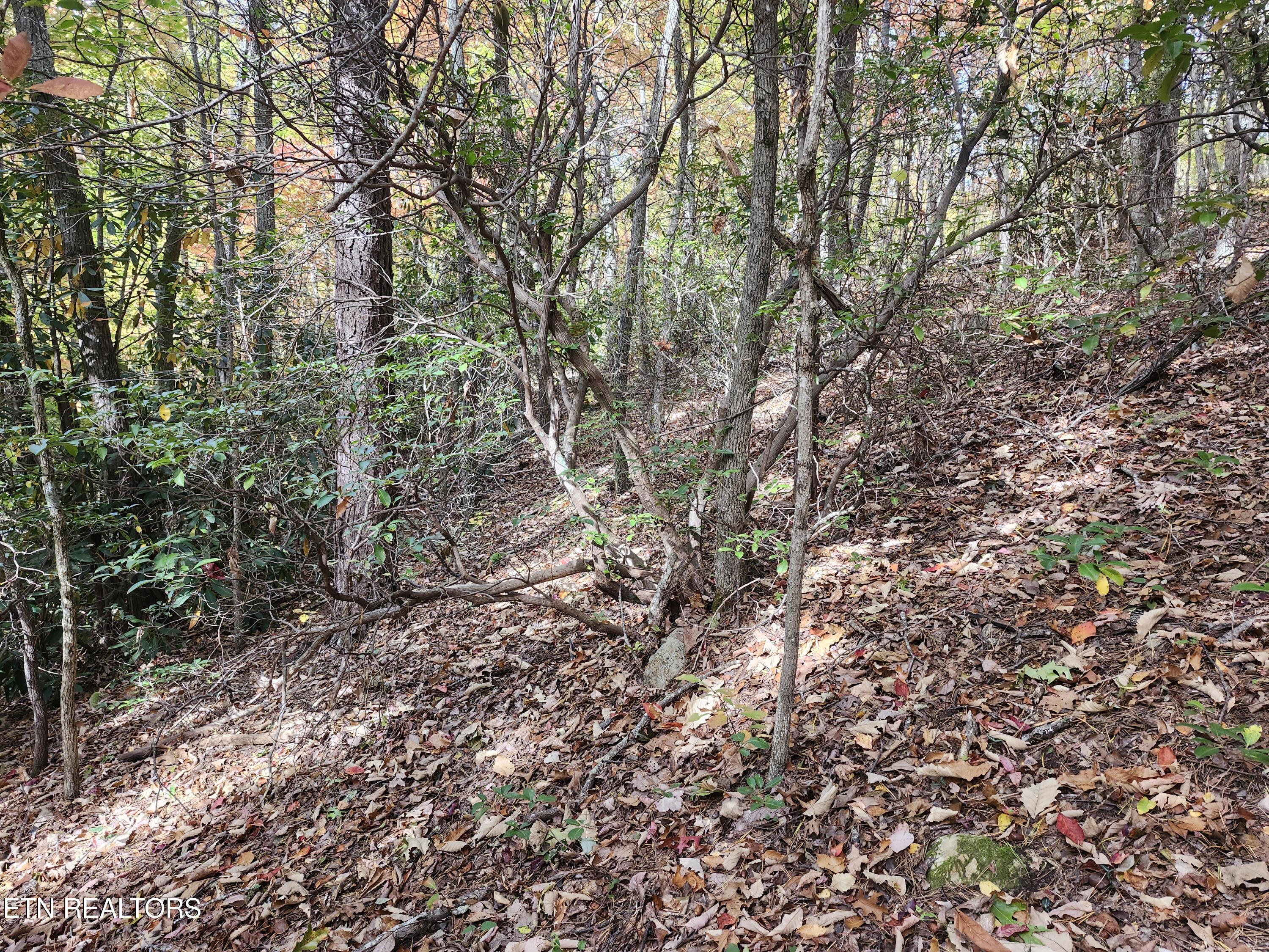 Lot 11 Bluff Mtn Road Sevierville, TN 37876 - Photo 5 of 15 Lot pic