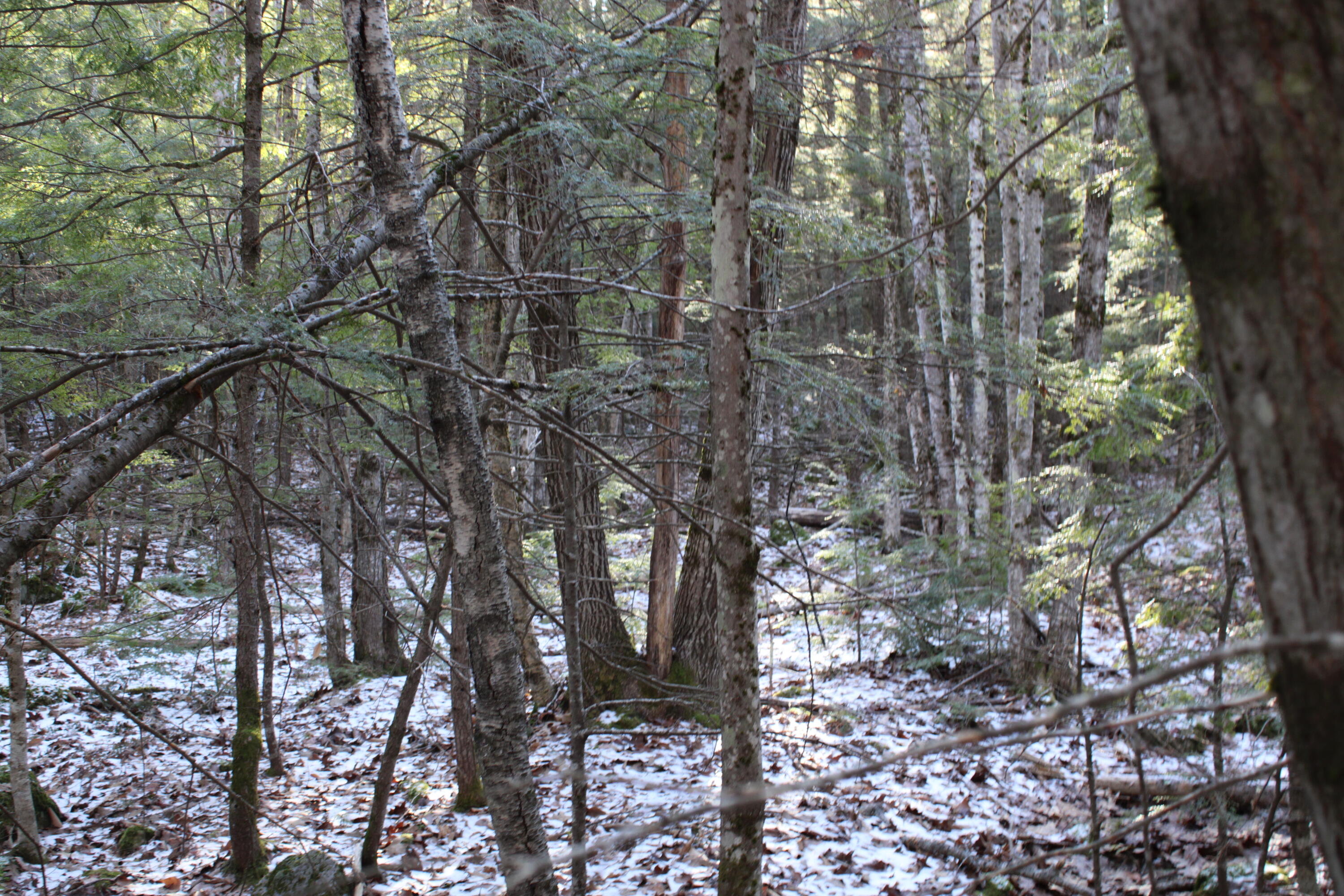 0 Senator Black Road West Baldwin, ME 04091 - Photo 9 of 16 senblackpic12