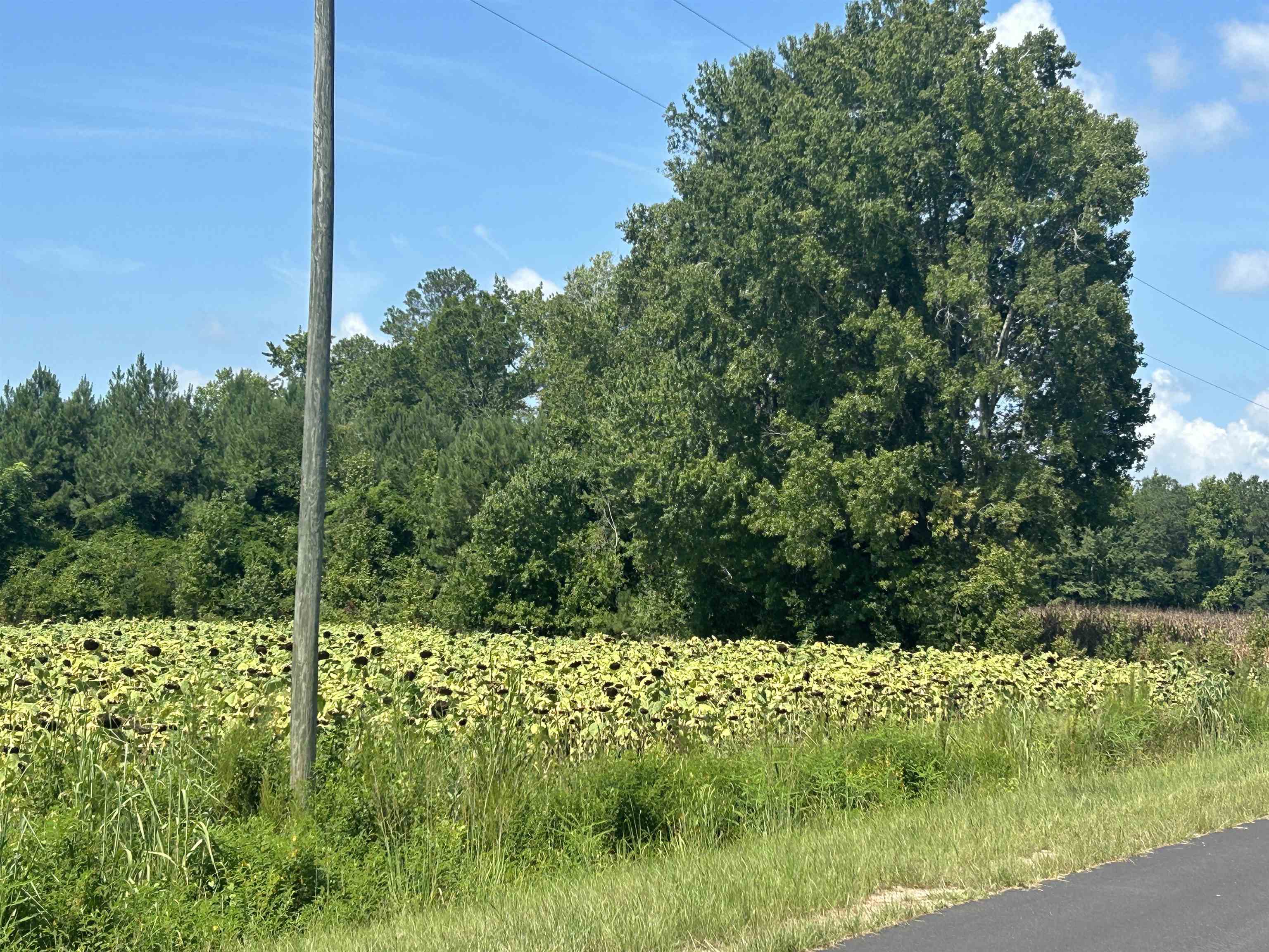 Tbd Pearlie Road Hamer, SC 29547 - Photo 27 of 29 Gallery Image 27