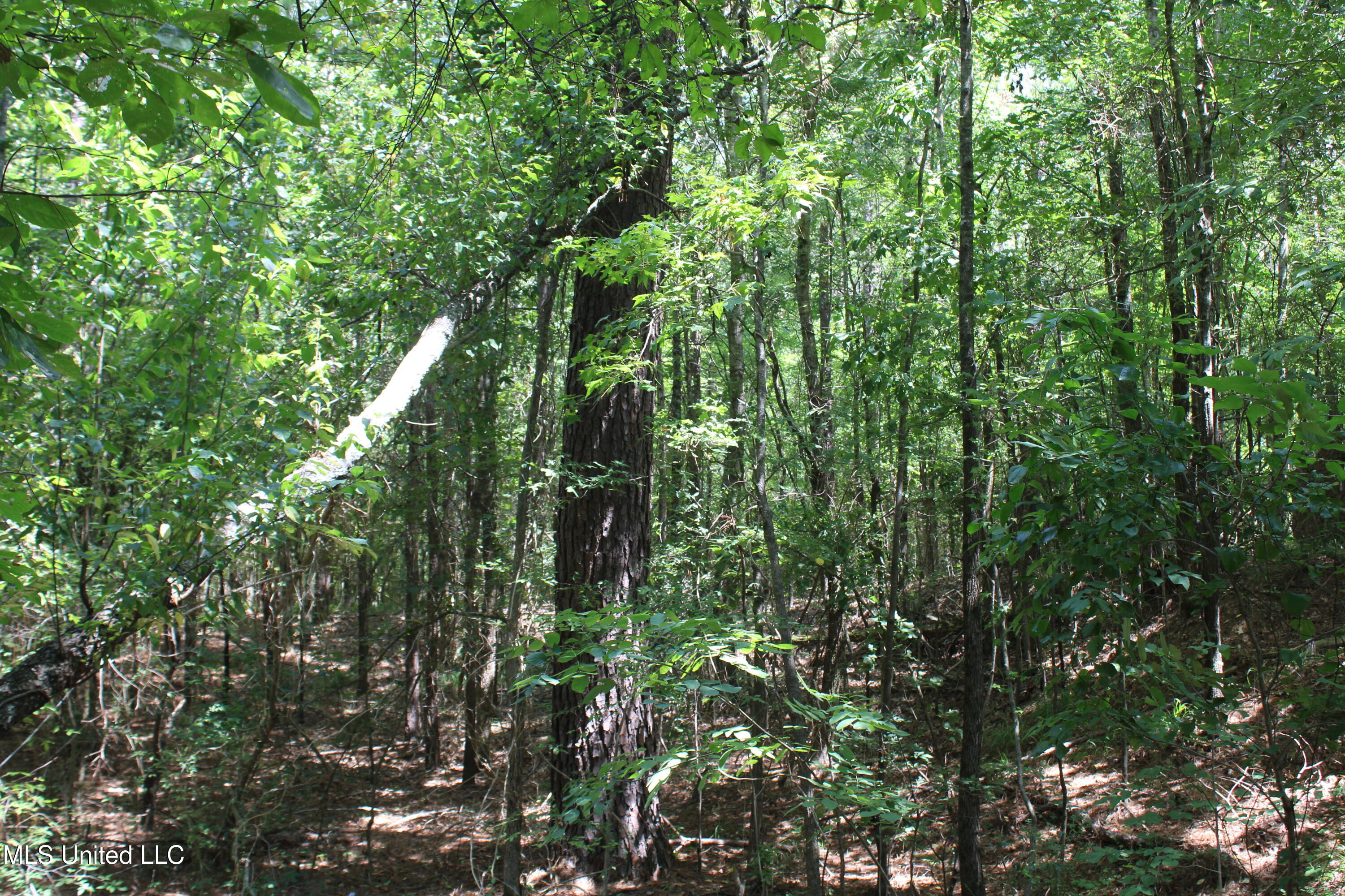 0 East Cox Road Byhalia, MS 38611 - Photo 23 of 28 IMG_6335