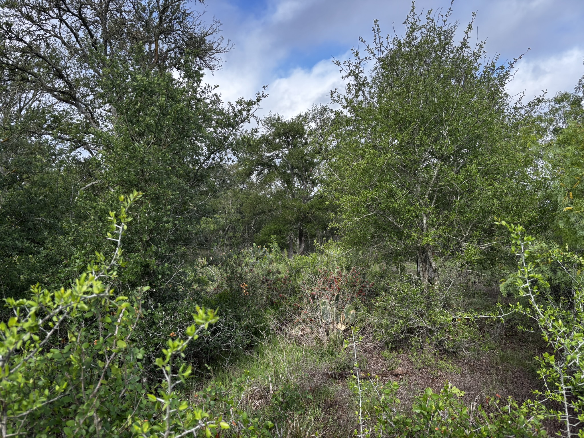683 County Road 467 Elgin, TX 78621 - Photo 13 of 26 Natural landscape featuring dense foliage, mature trees, varied shrubbery, and natural ground cover