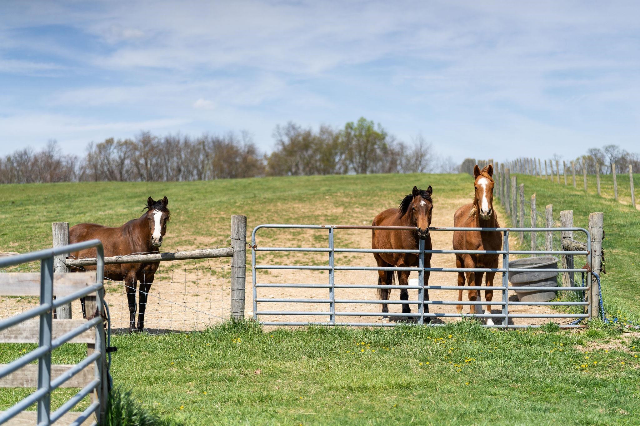 309 Old B&O Road Raphine, VA 24472 - Photo 71 of 75 a view of a lake with lawn chairs and a big yard
