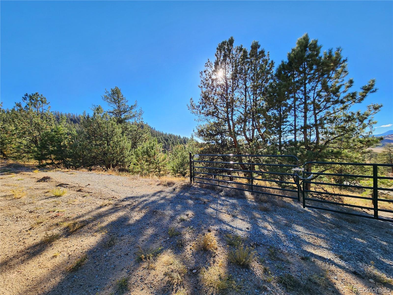 972 Cohonina Road Hartsel, CO 80449 - Photo 4 of 14 a view of a yard with a tree
