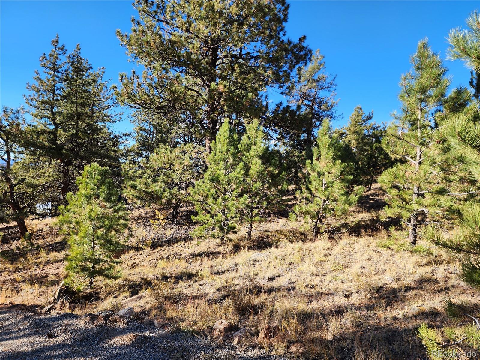 972 Cohonina Road Hartsel, CO 80449 - Photo 7 of 14 a view of a tree