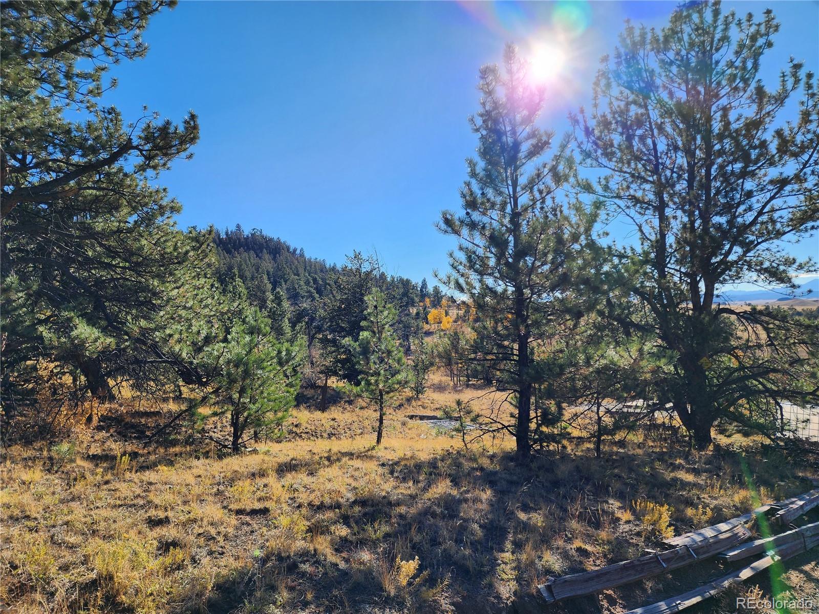 972 Cohonina Road Hartsel, CO 80449 - Photo 8 of 14 a view of a yard with a tree