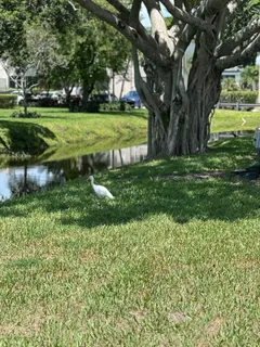 a huge green field with lots of bushes