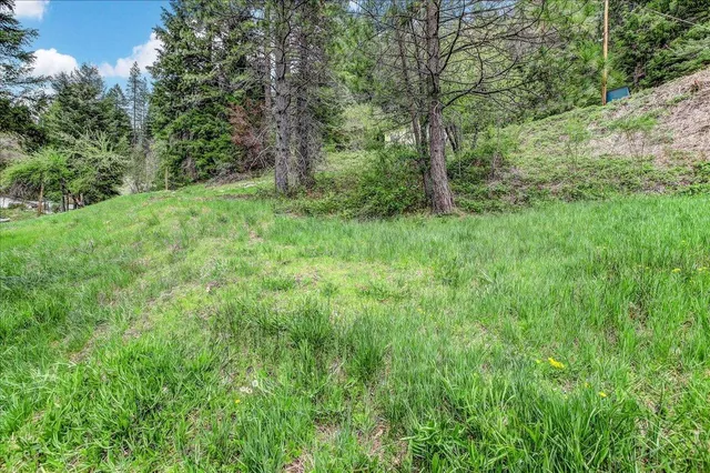 a view of a lush green forest