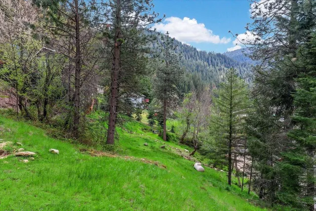 a view of a trees with a yard