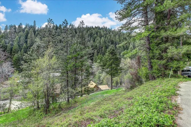 a view of a lush green forest