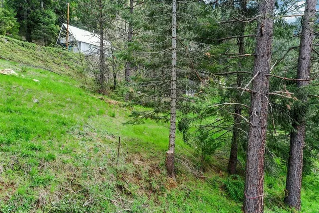 a view of a forest with a street