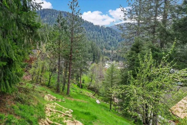 a view of a yard with trees