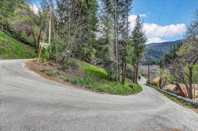a road view with large trees