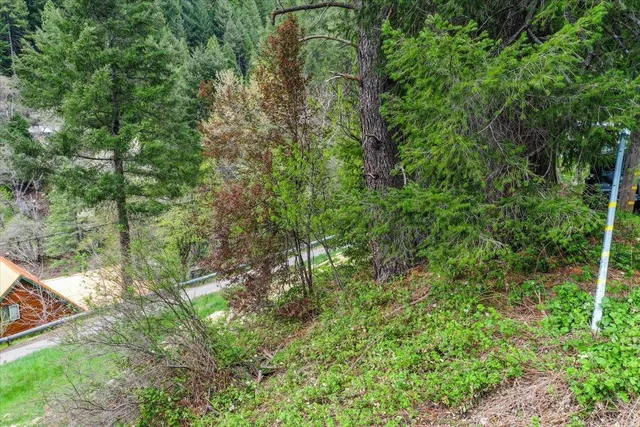 a view of a lush green forest
