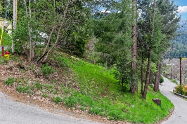 a view of a forest that has a tree