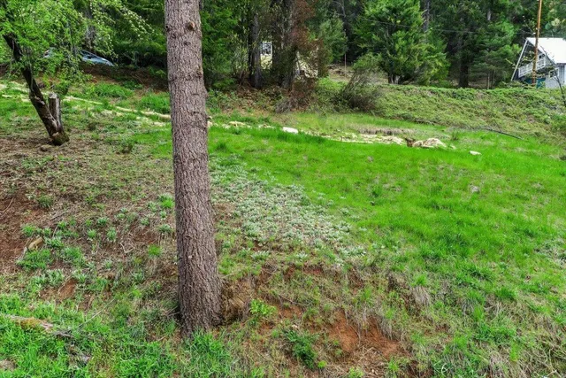 a view of a forest with a tree