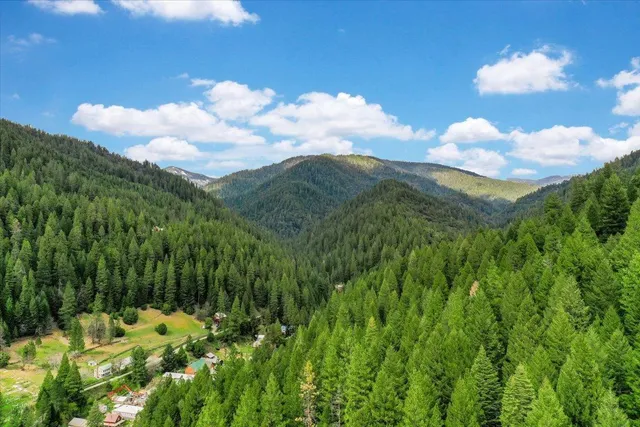 a view of a bunch of trees in the background