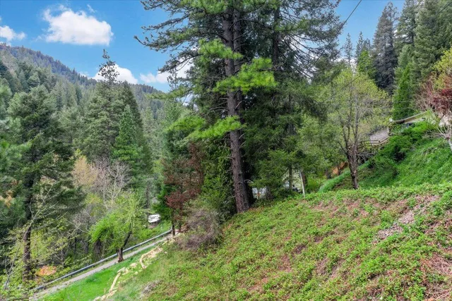 a view of a lush green forest