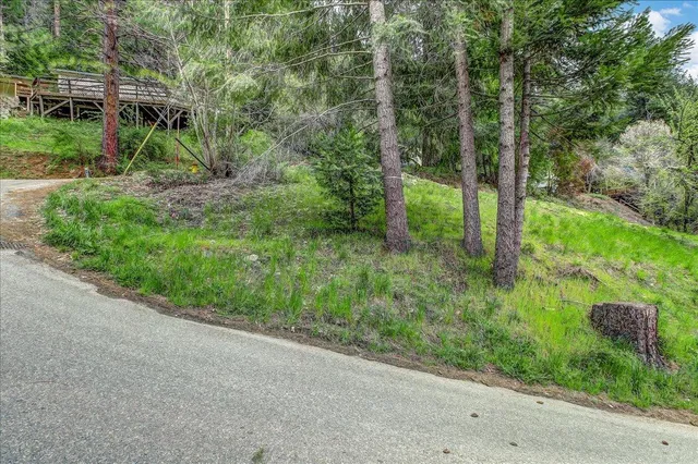 a view of a garden with a tree