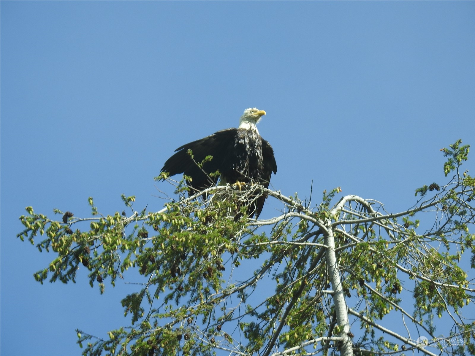 139 West Frostad Road Oak Harbor, WA 98277 - Photo 32 of 39 a vase of flowers sitting on a table