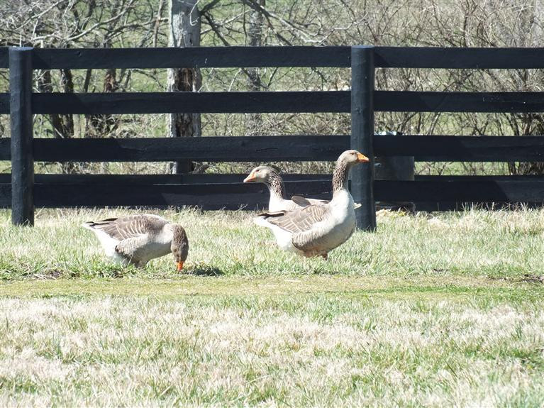 3920 Delaney Ferry Road Versailles, KY 40383 - Photo 22 of 48 Photo 22