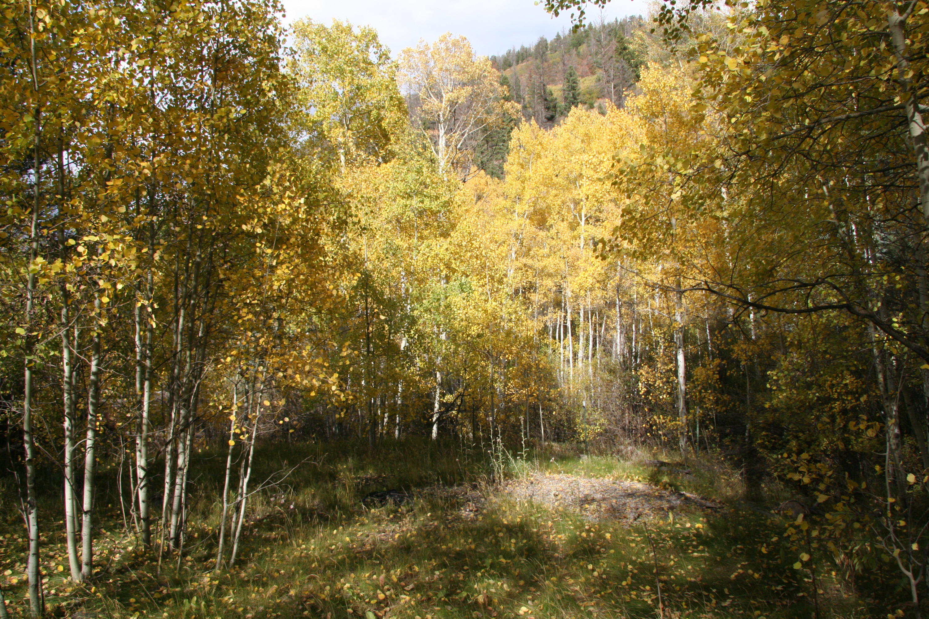 2600 Silver Pick Road Placerville, CO 81430 - Photo 1 of 5 Potential Building Site