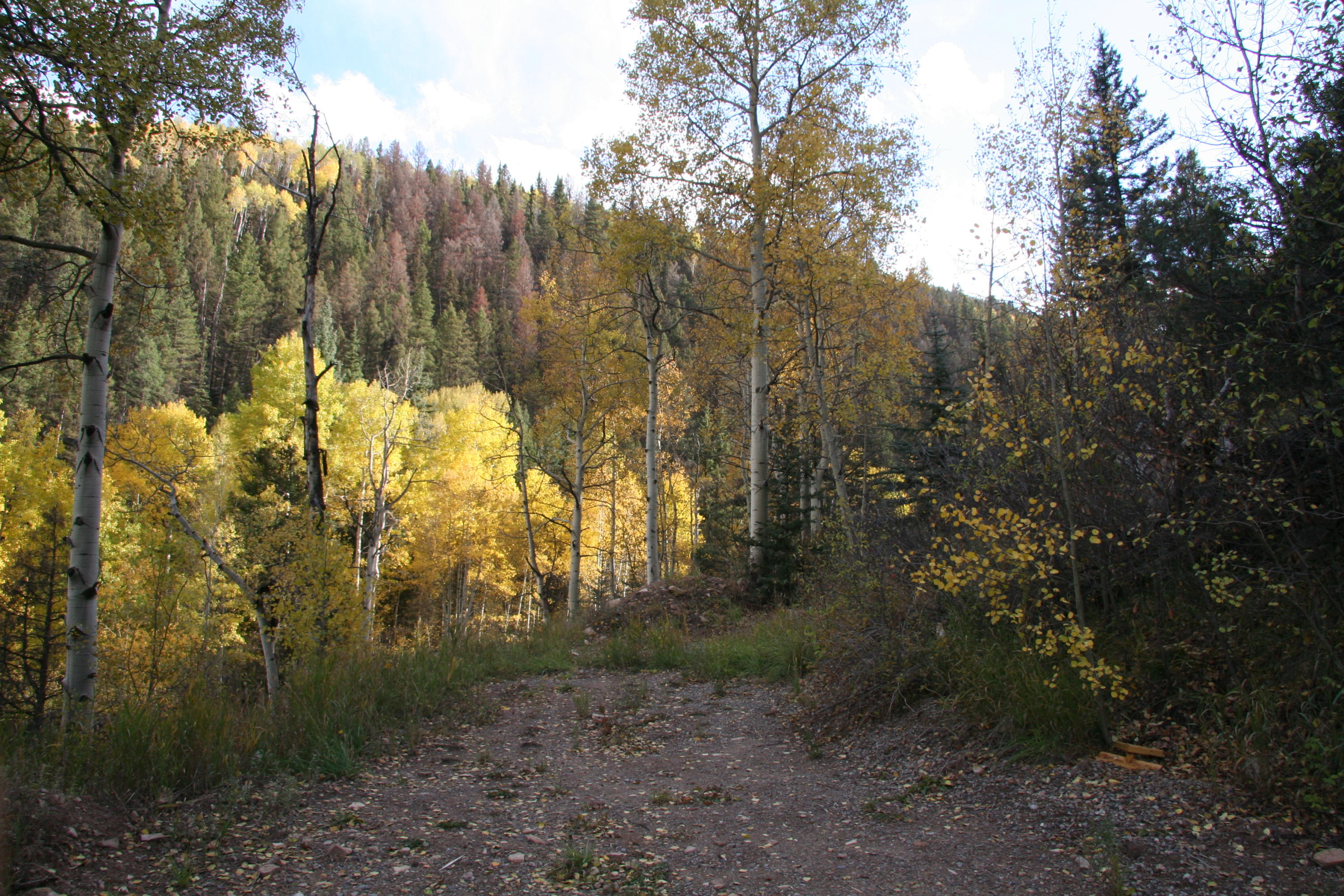 2600 Silver Pick Road Placerville, CO 81430 - Photo 3 of 5 Potential Building Site