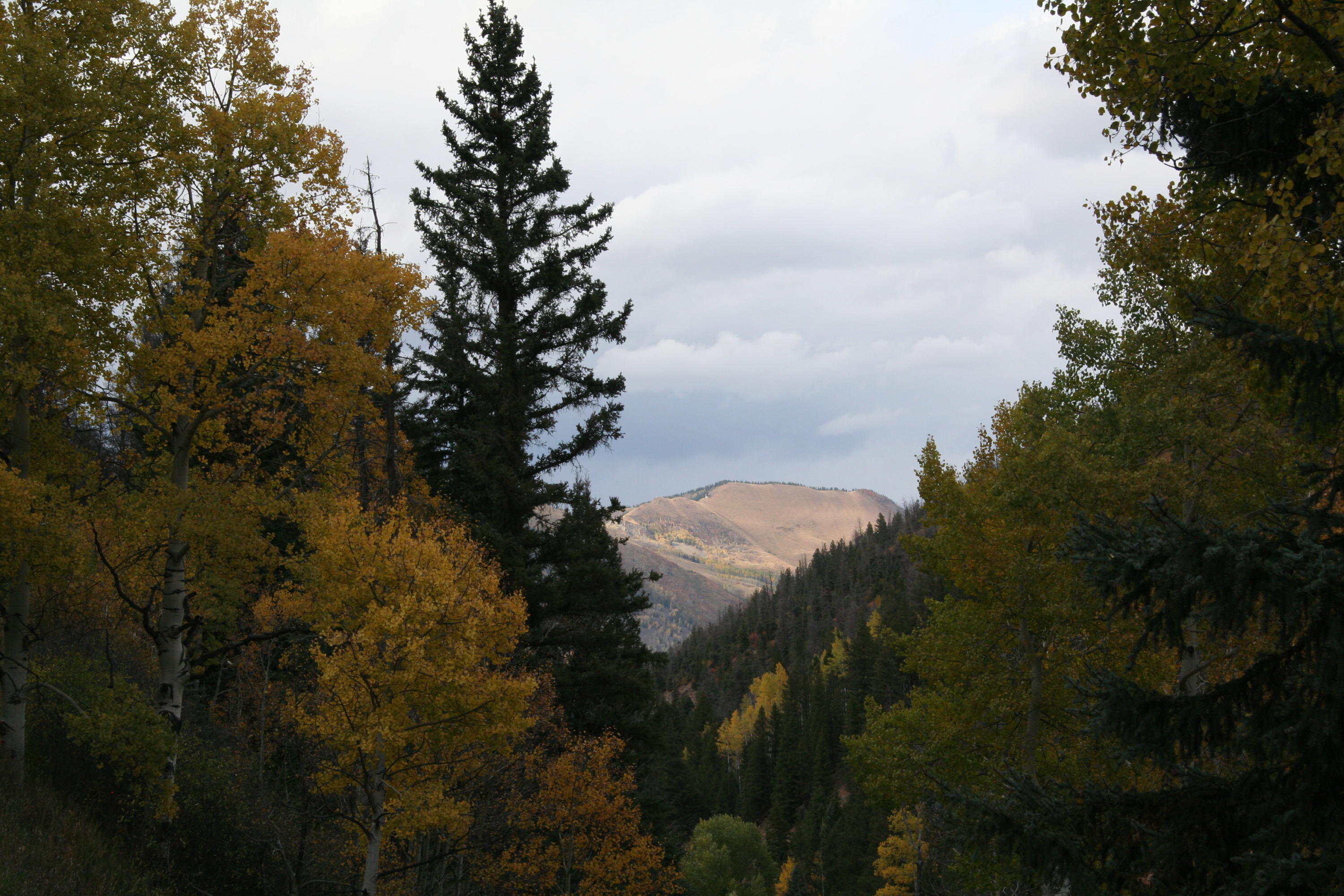 2600 Silver Pick Road Placerville, CO 81430 - Photo 4 of 5 Last Dollar View