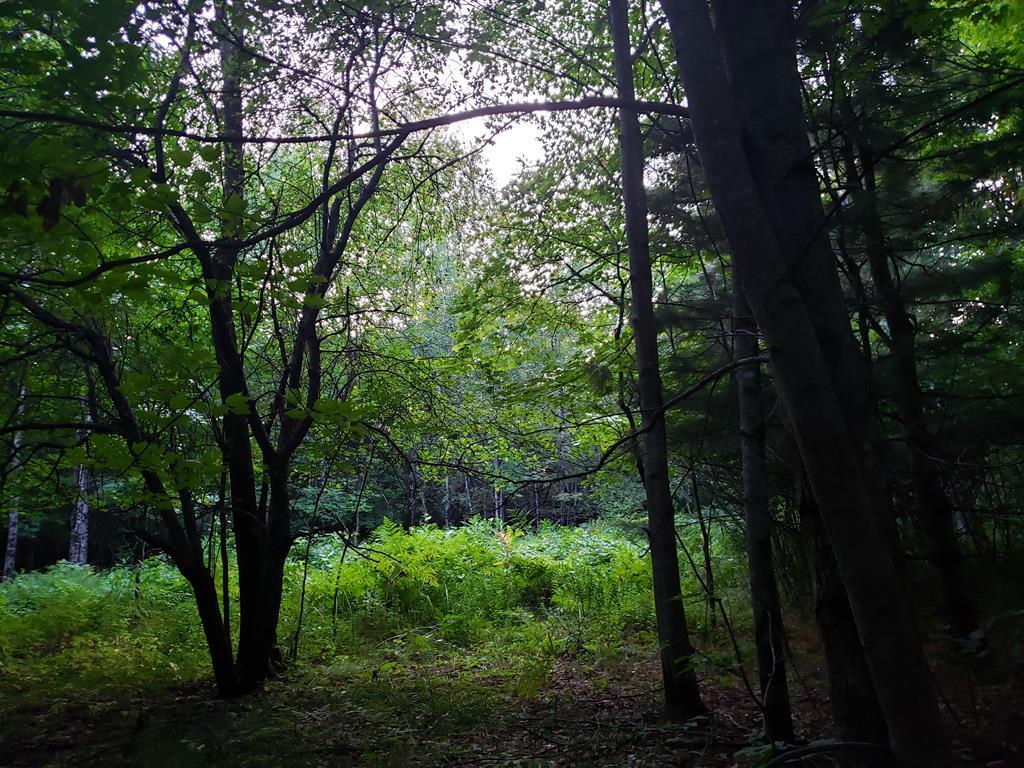 Mapr6-lot19 Dill Road Starks, ME 04911 - Photo 8 of 25 20190829_190655 (Copy)