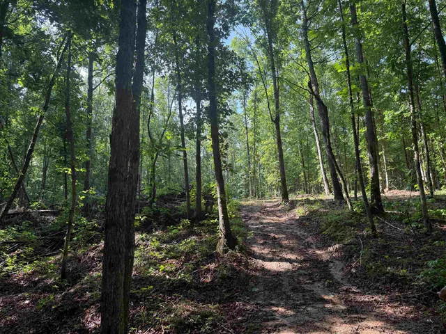 a view of a forest with trees