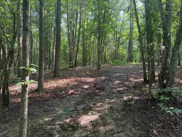 a view of a forest with trees
