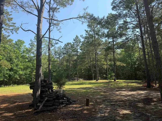 a view of a forest with trees in the background