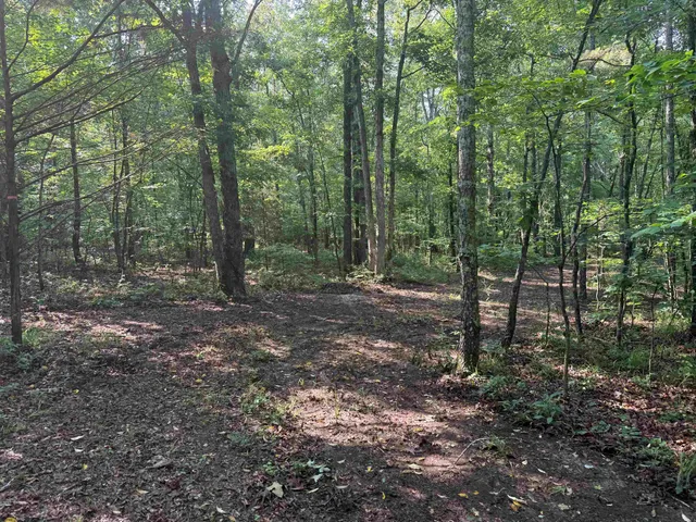 a view of a forest with trees in the background