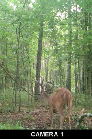 a view of backyard with green space